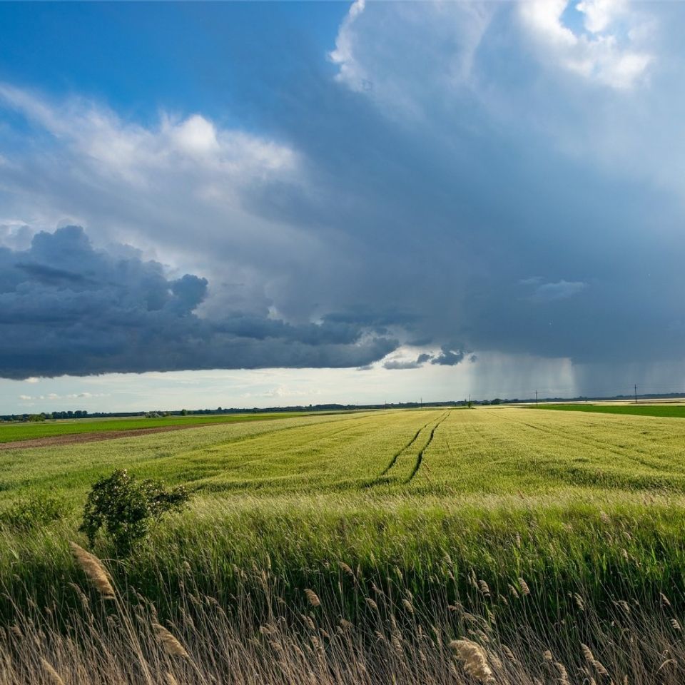 Agriculture