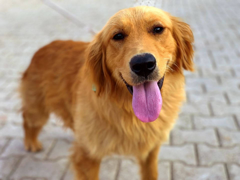 Dog 53e1dd4b49 1920