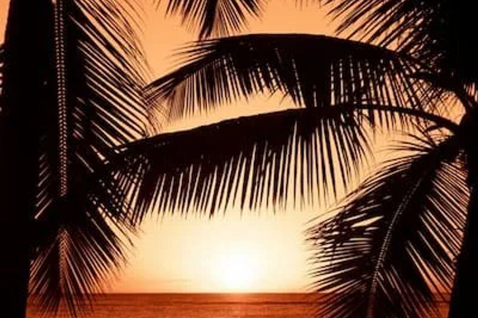 Sunset palm 