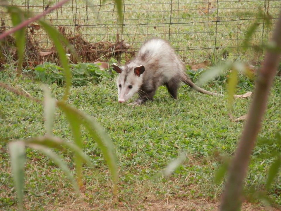 Possum e83db2072d 1920