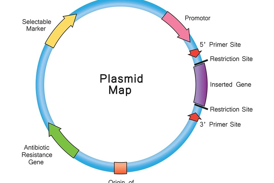 Plasmid map 00000