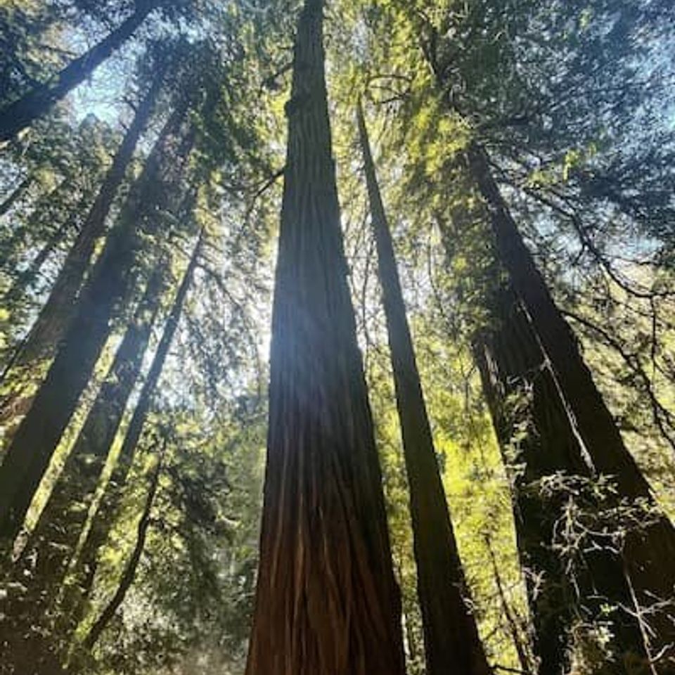 Redwoods on a hike 