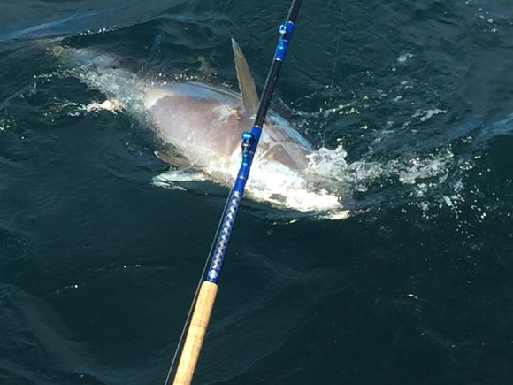 Shark at the end of fishing rod and line