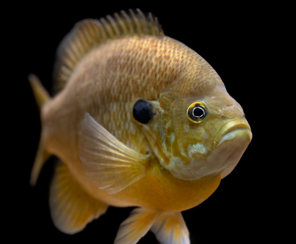 Hybrid sunfish sam stukel dec 2021 1