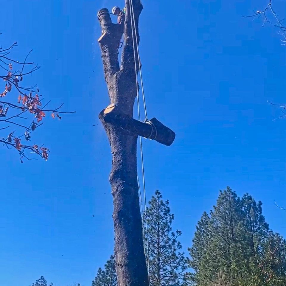 Professional arborist using high-angle rigging and ropes to safely hoist and lower a large cut-off log from a high tree canopy, ensuring a controlled residential tree removal