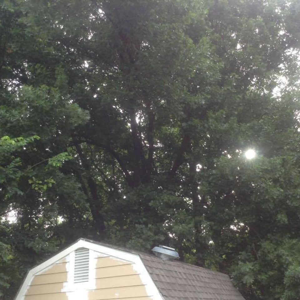 Coulter's tree service   tulsa   tree removal   shed before 120170408 14587 89871f