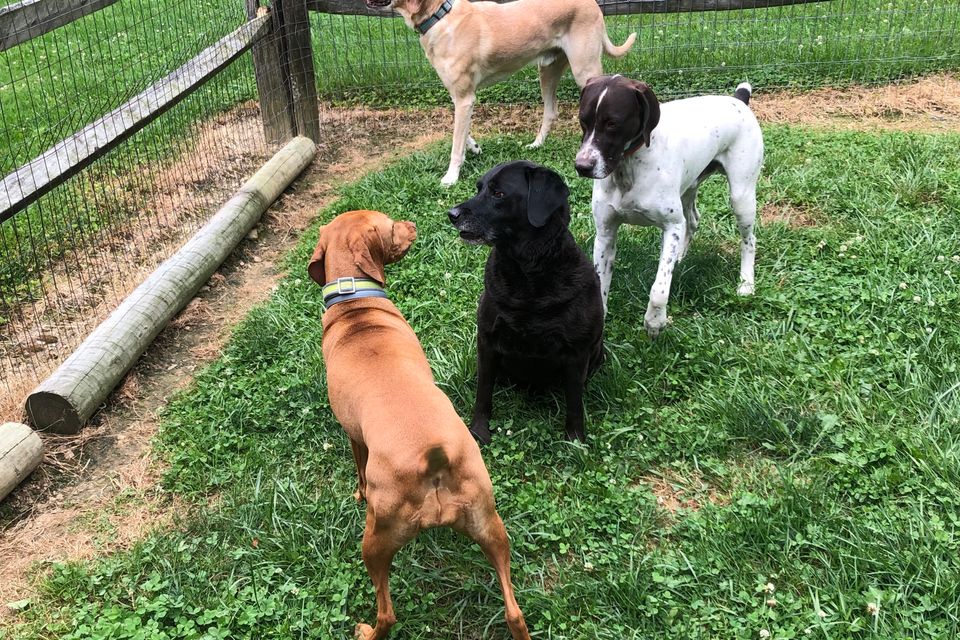 10 4 dogs