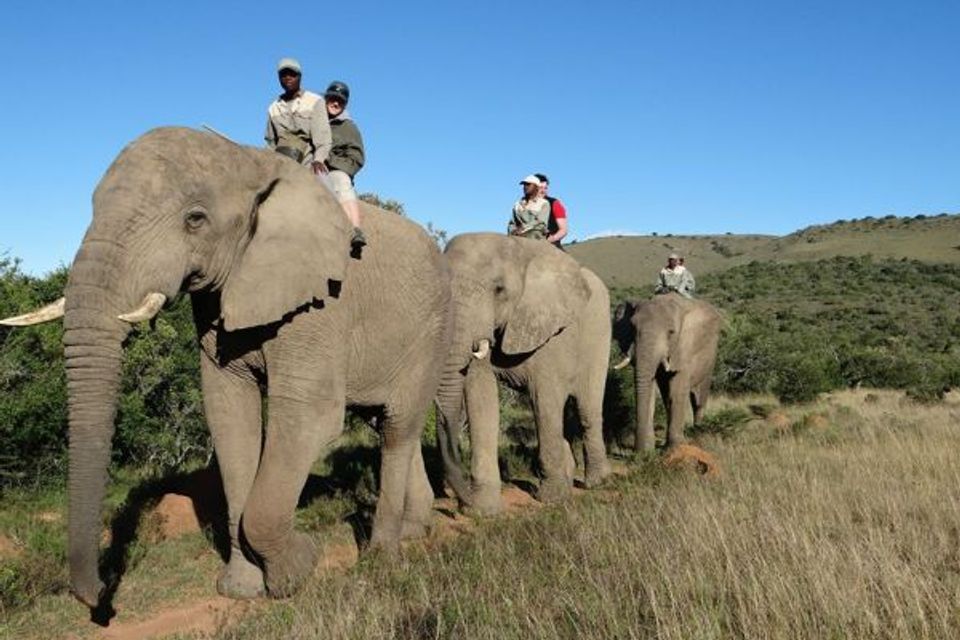 7 elephant ride