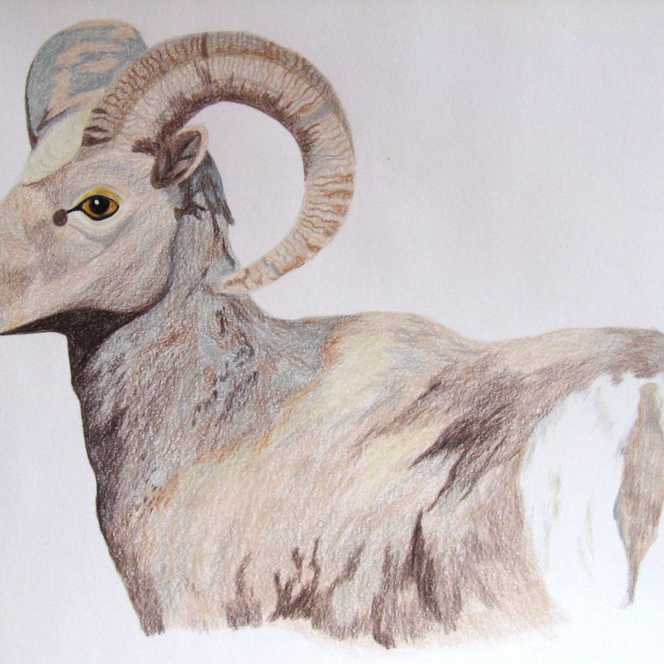 8. bighorn ram