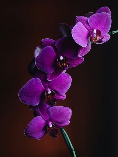 Deep purple orchids 