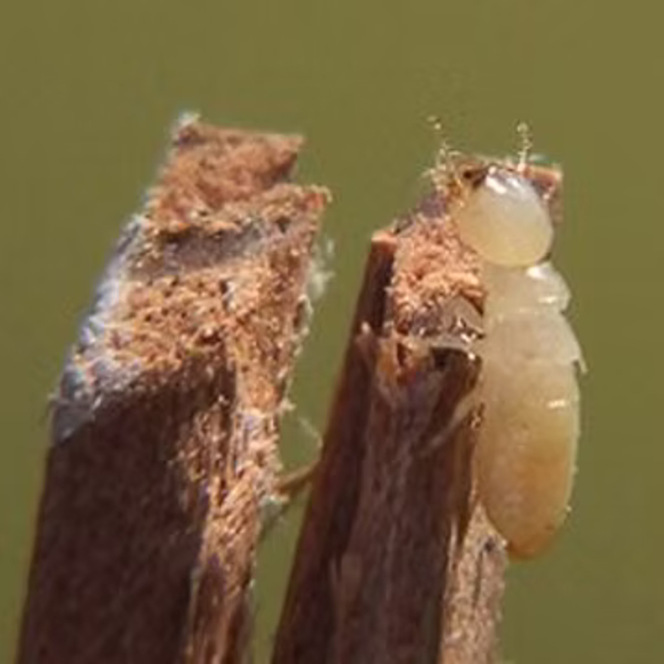 Bug1