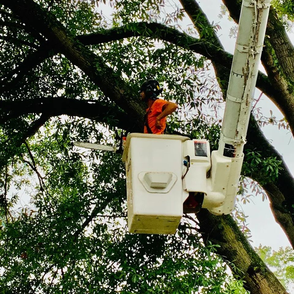 Tree Removal Service from Lanier Tree Service serving homes in Eastern NC.