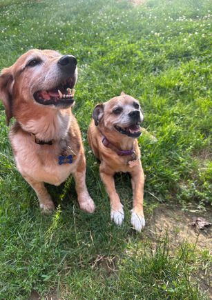 2 smiling dogs