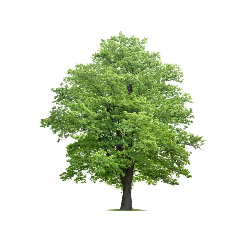 Maple