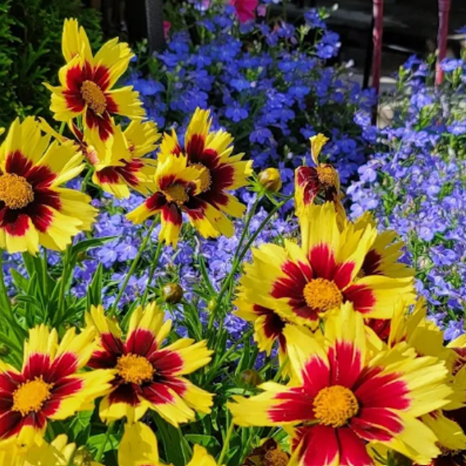 Annuals four seasons