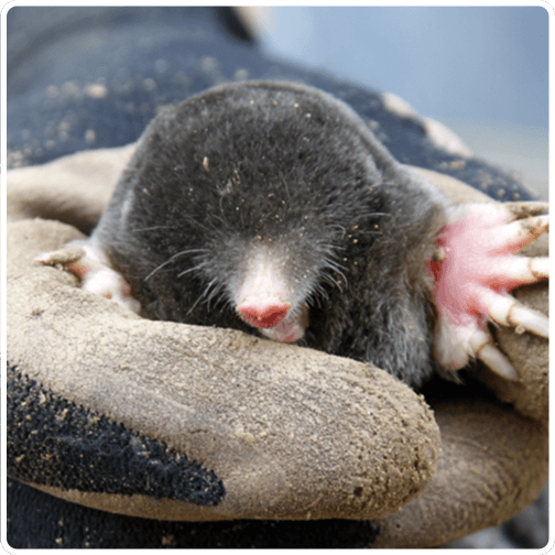 Wildlife mole