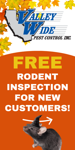 Valley wide  300x600