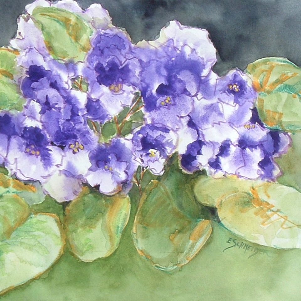 African violets