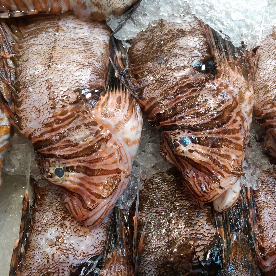 Lionfish