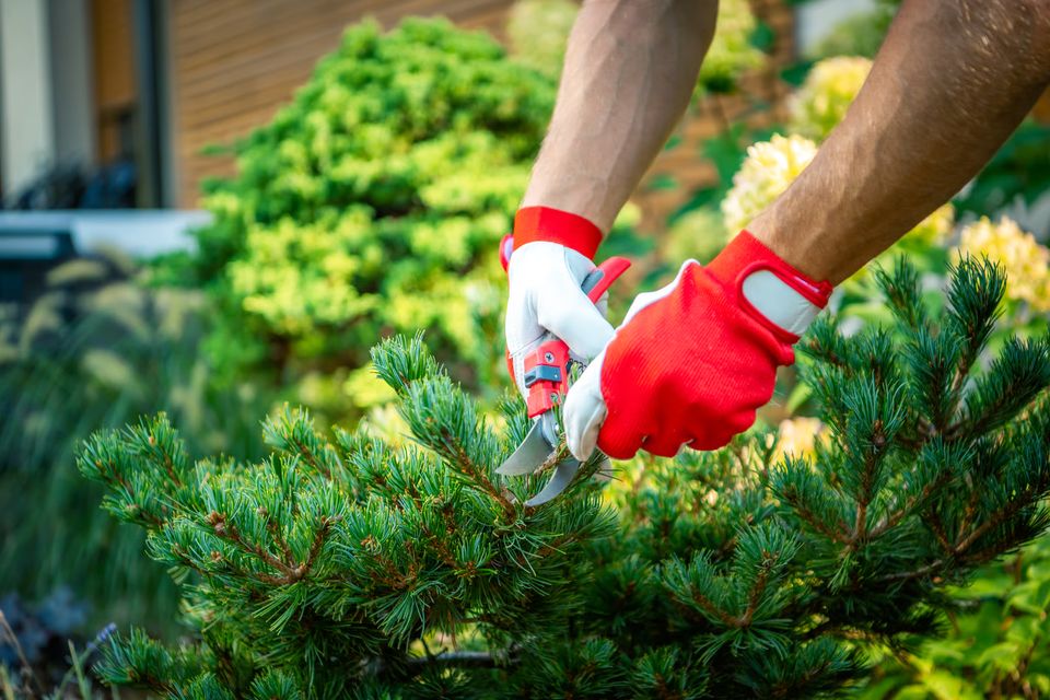 Grass enforcers pruning and trimming