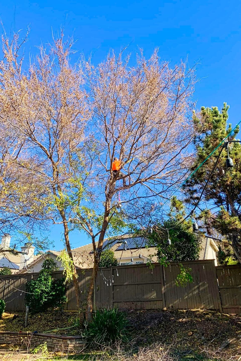 Alta Vista Landscaping & Tree Service arborist high in a deciduous tree canopy, performing professional pruning and structural thinning to enhance tree health and safety for a residential property