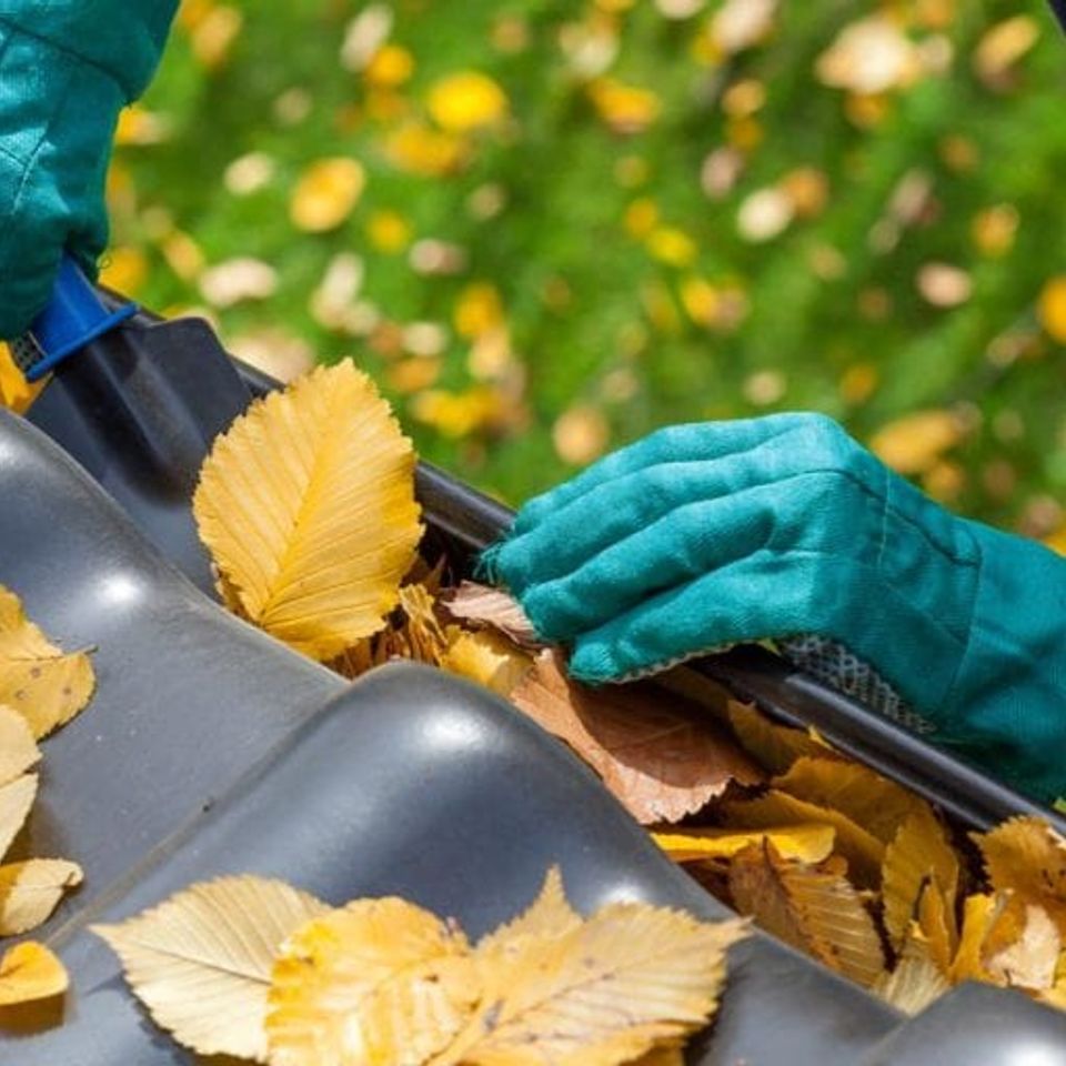 Professional gutter cleaner unclogging rain gutters.