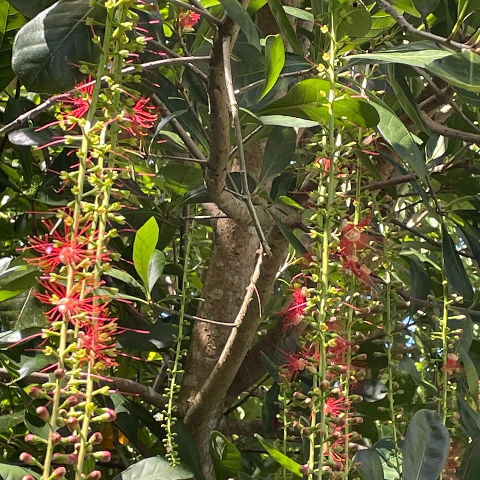 Barringtonia