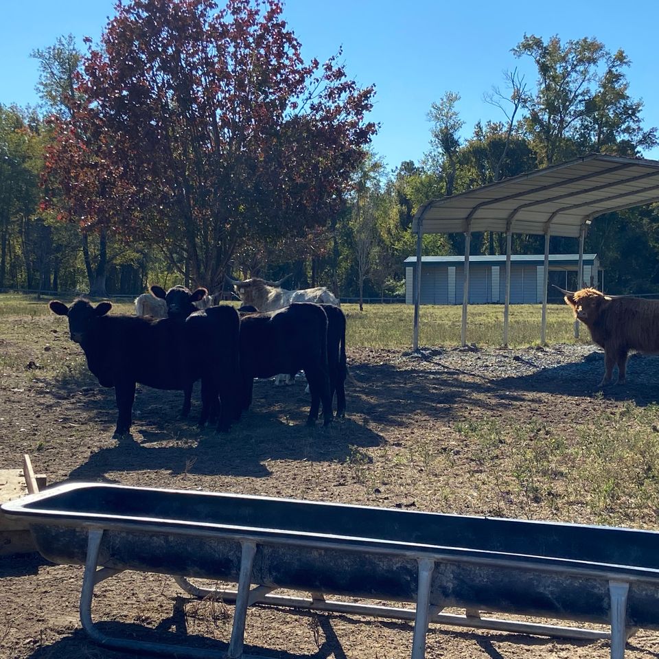 Cattle