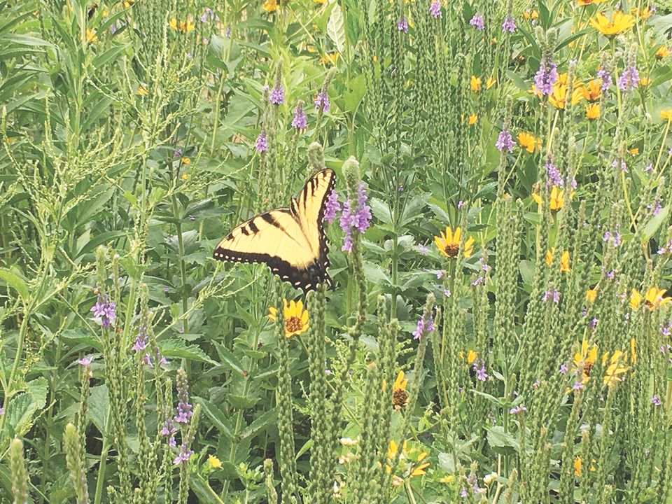 Swallowtail