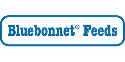 Bluebonnet