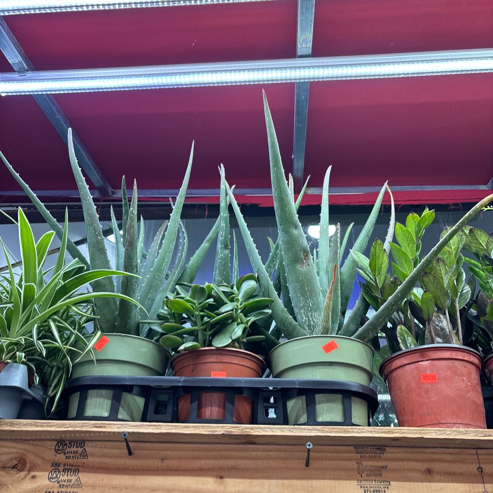 79832236523  7dbc27ce e32c 4e55 a4c4 e4ff3c939389