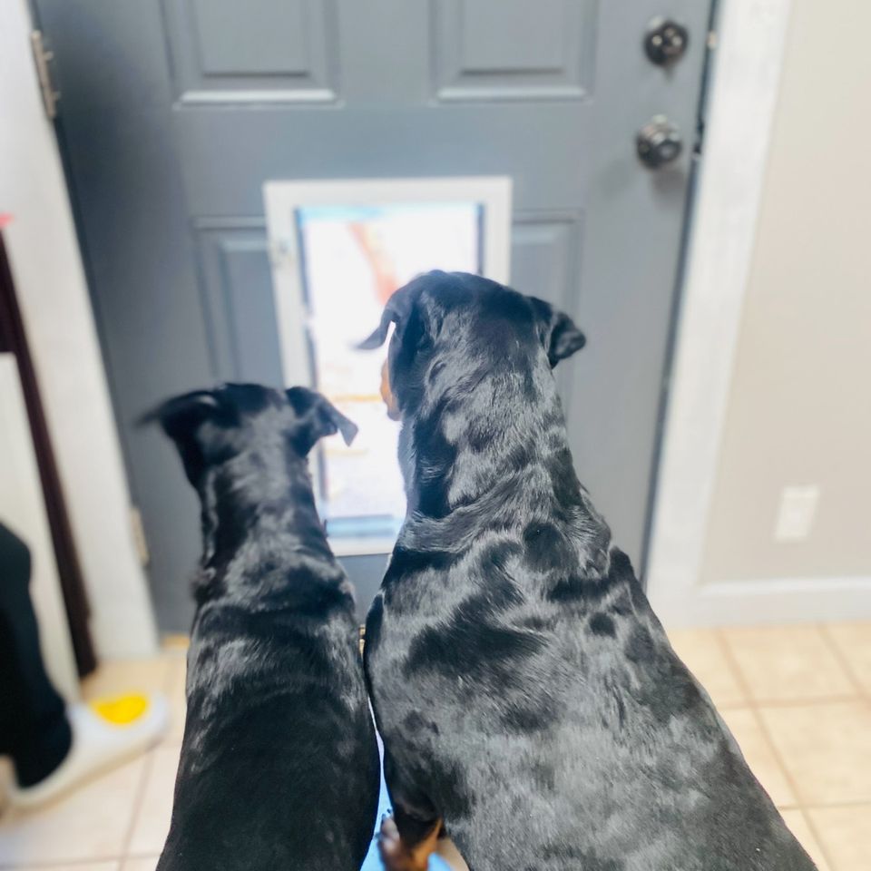 Two black dogs looking at door