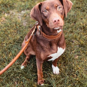 Dog walking Pet Sitting