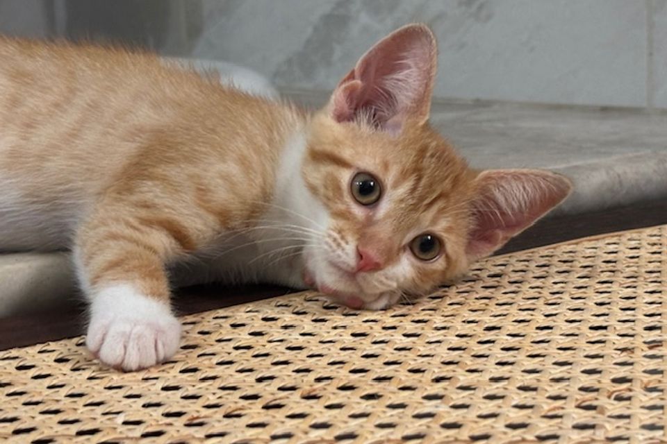 Sammy linda