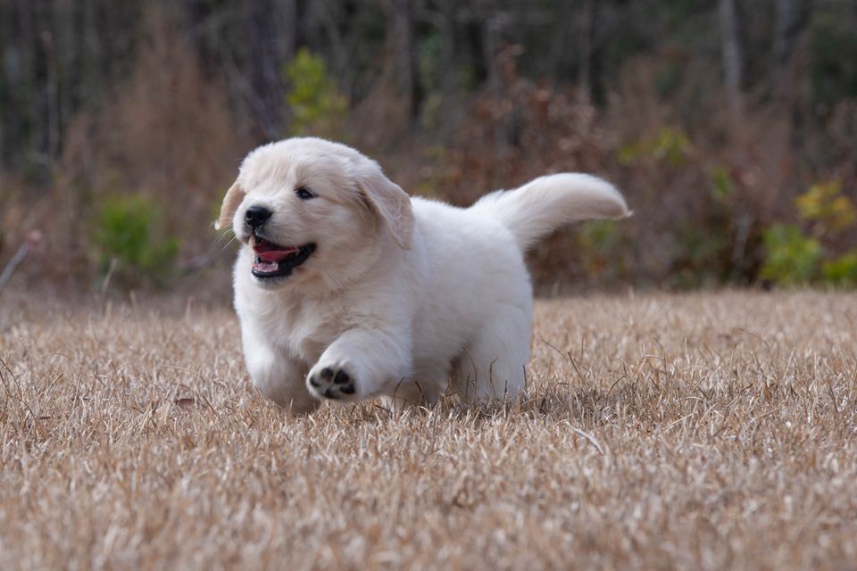 Pup 3