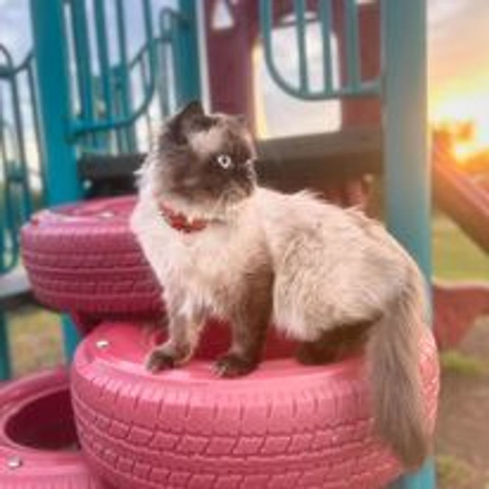 Cat on pink tire