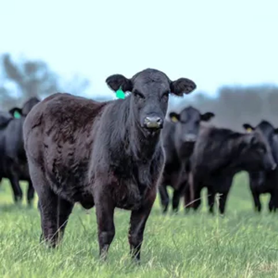 Black cattle