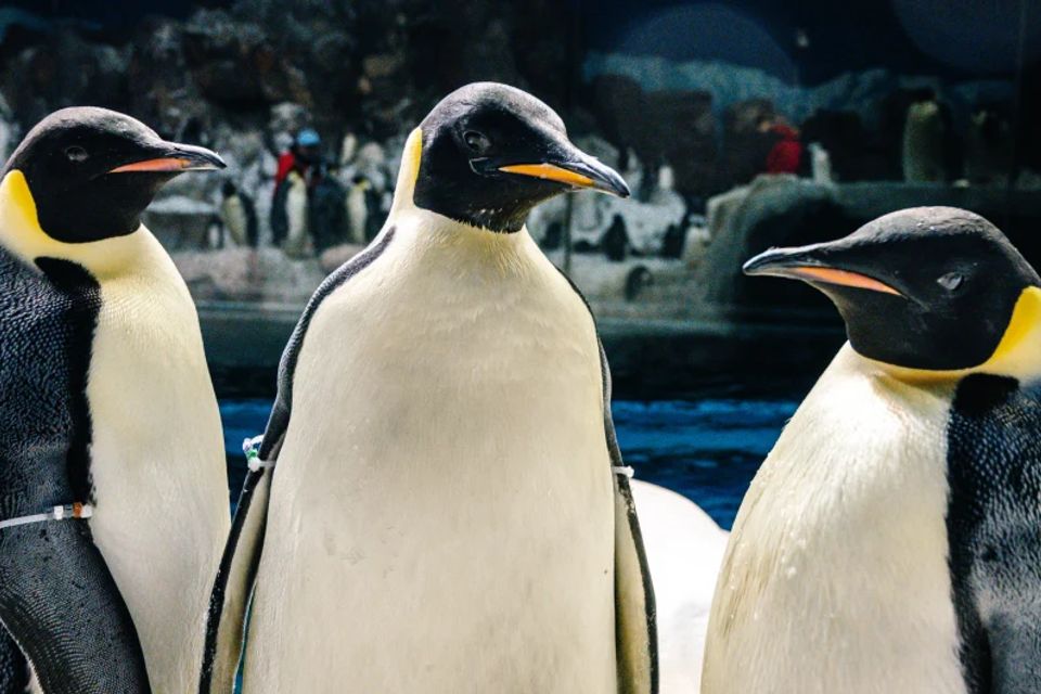 1024x530 swo emperor penguins