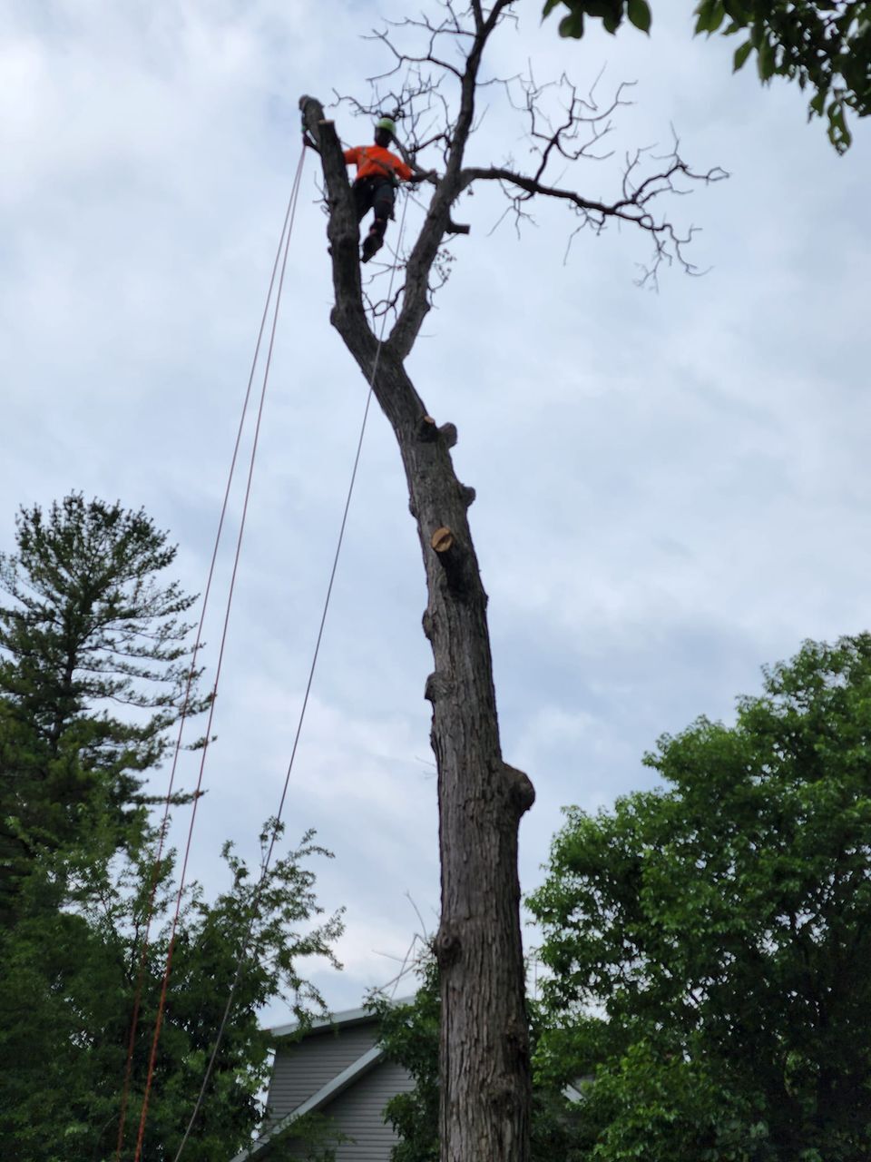 Tree Removal Bobby Tree Care LLC
