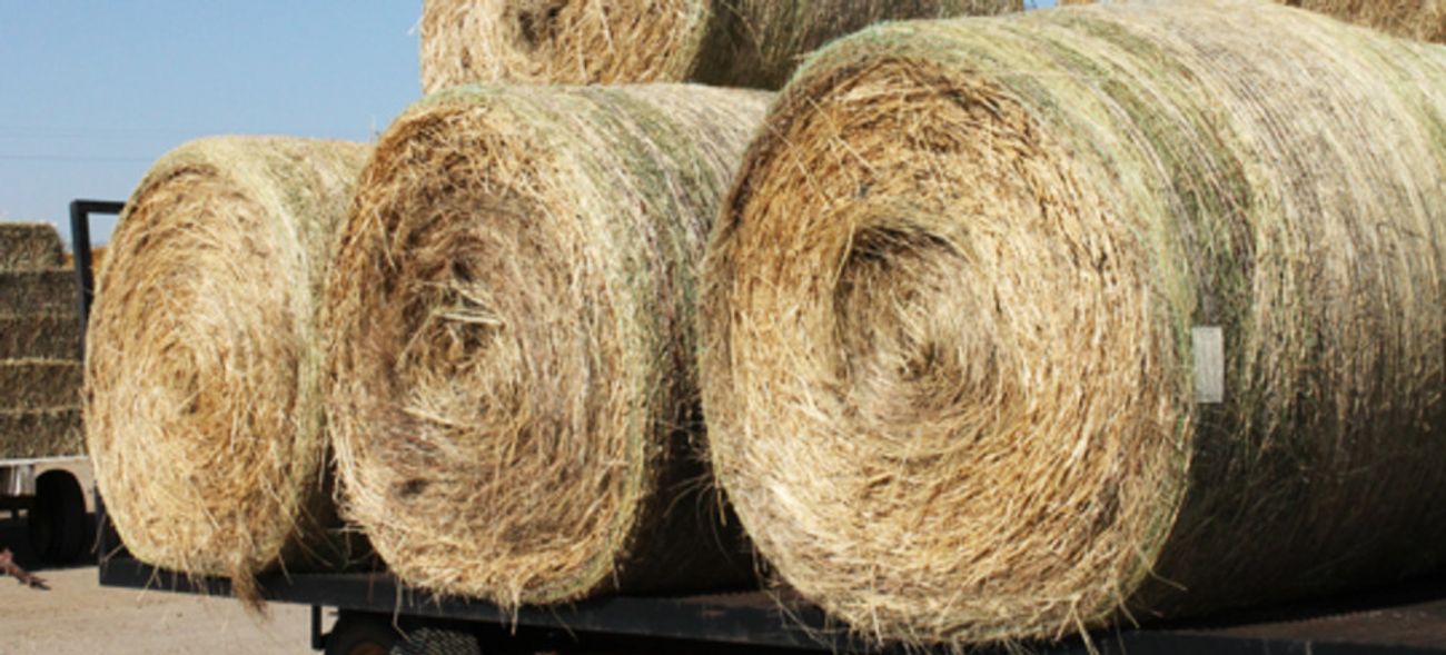 Pipestone Livestock Auction Market Pipestone, Minnesota Complete