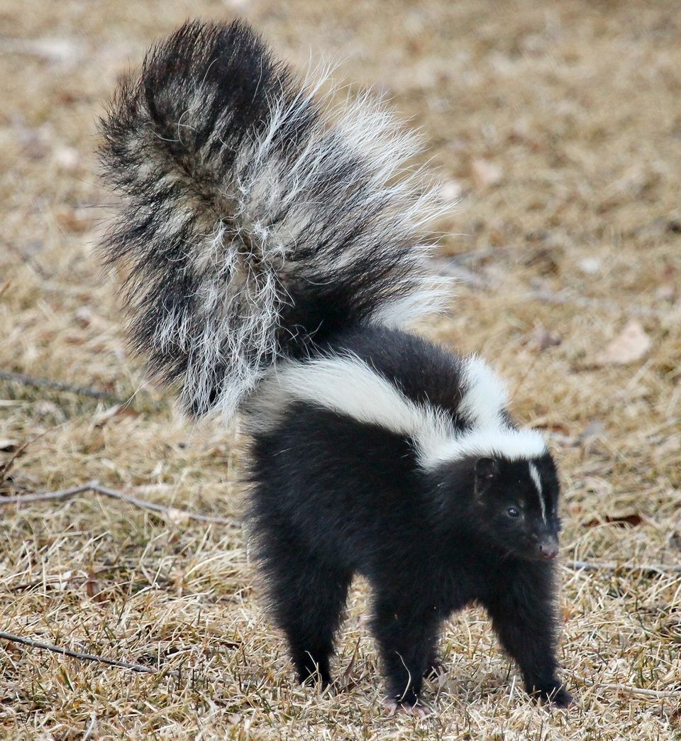 Skunk e837b2062f 1920