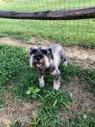 Gray schnauzer