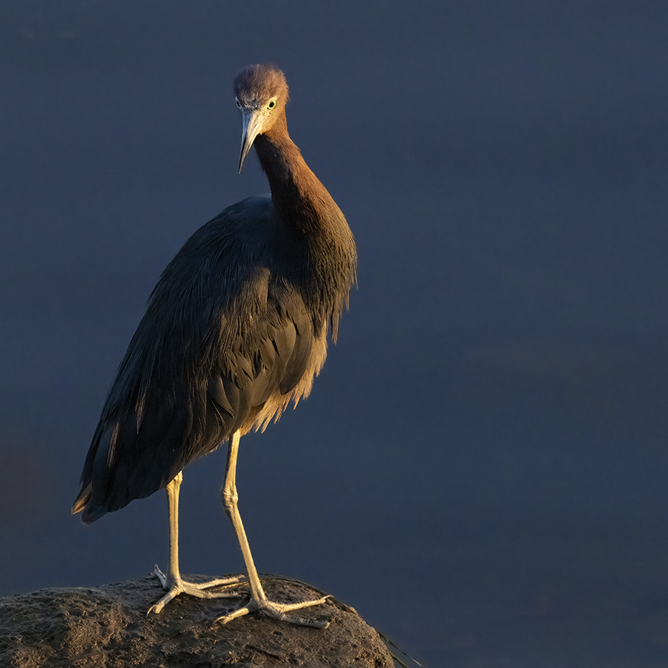 Reddish egret early light