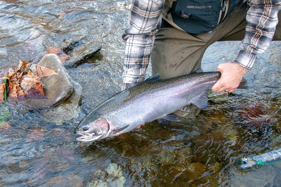 A steelhead caught on the fly in a Lake Erie tributary