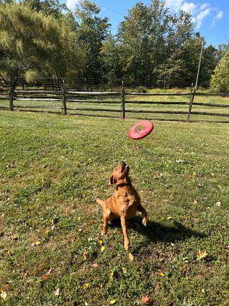 Dog with frisbee