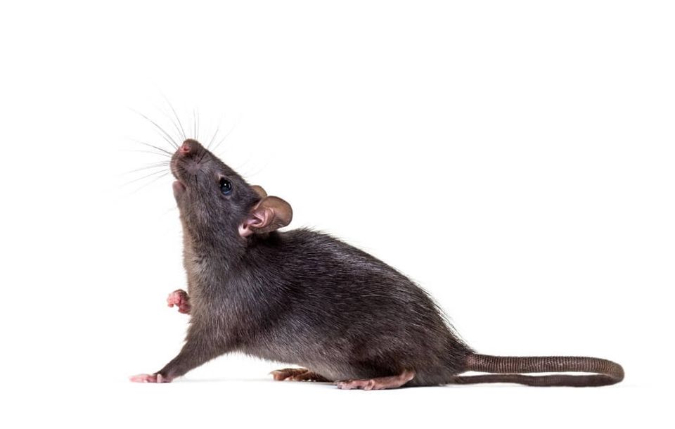 Rat 1