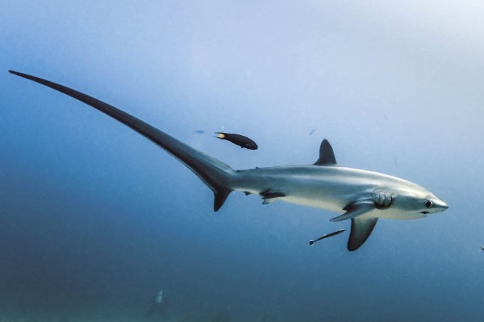 Thresher