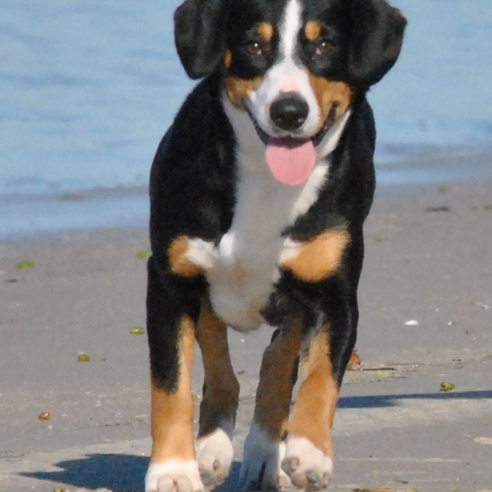 Cookie beach 4