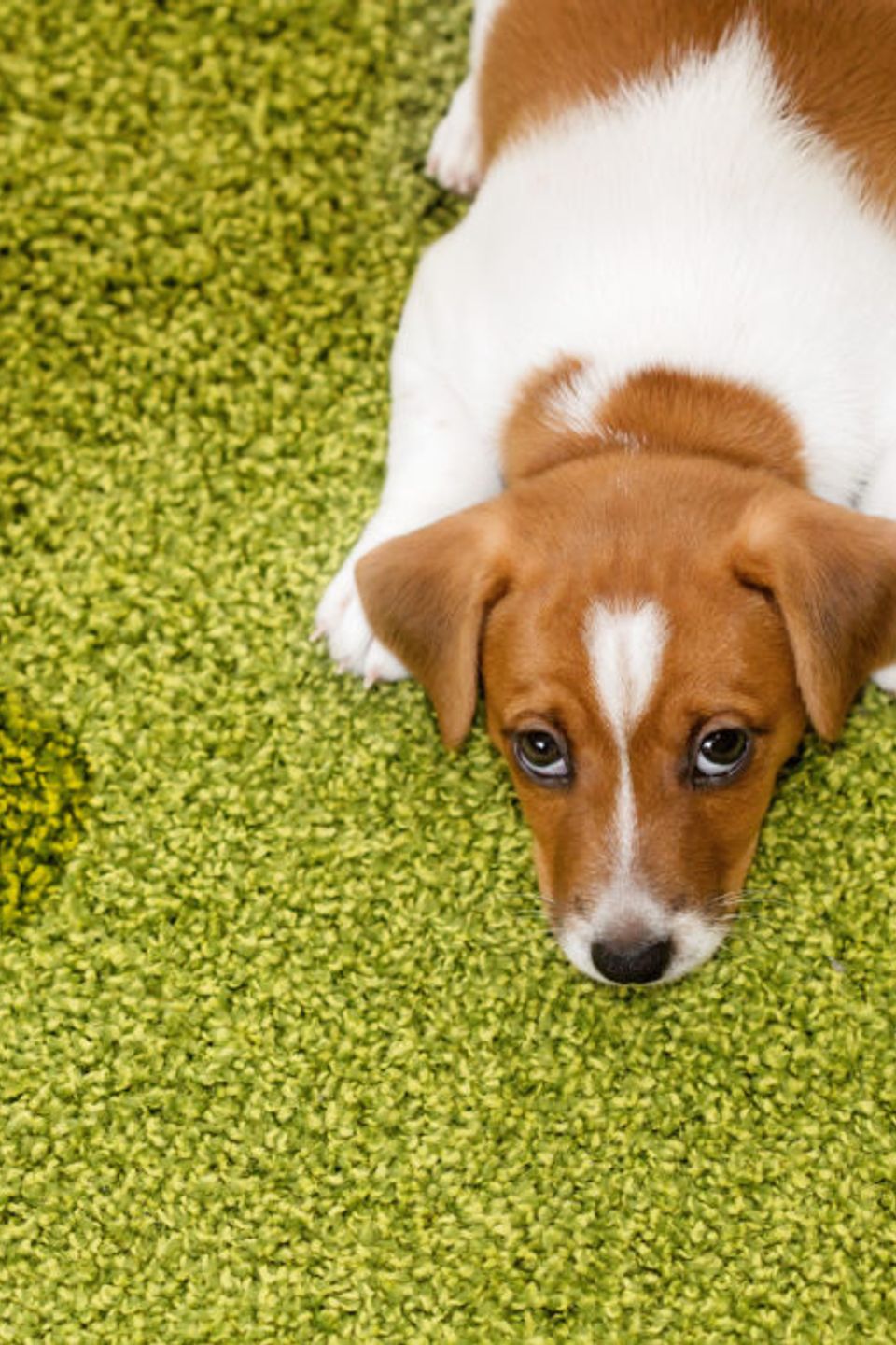 Small brown and white puppy lying on green carpet near a dark wet spot from pet accident