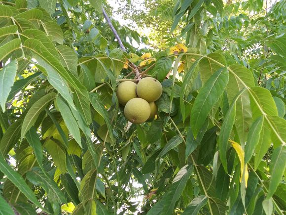 Black walnut 7